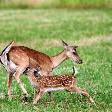 Pradileva * Tramonti di Sotto