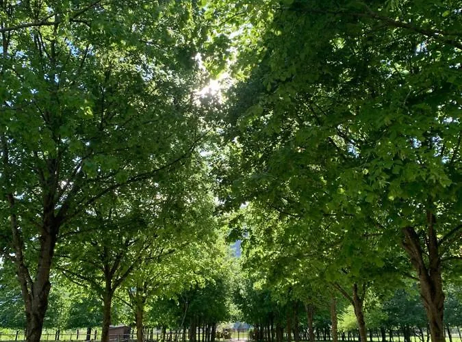 Apartman Pradileva *