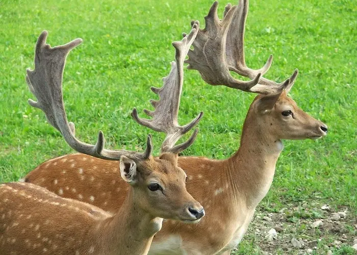 Apartman Pradileva Tramonti di Sotto