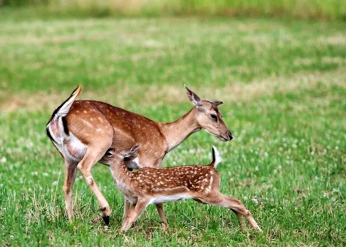 Pradileva * Tramonti di Sotto